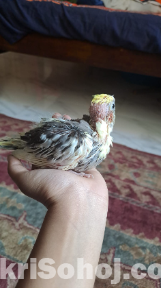 Cockatiel bird